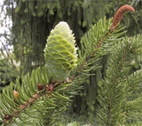 Picea torano (polita)
