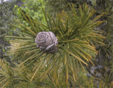 Sciadopitys verticillata