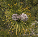 Sciadopitys verticillata