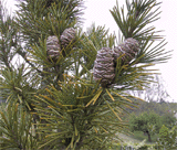 Sciadopitys verticillata