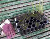 Cupressus abramsiana seedlings