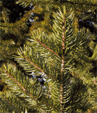 Picea torano (polita)