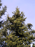 Picea torano (polita)