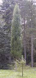 Cupressus dupreziana