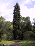 Picea orientalis