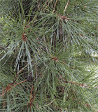 Pinus rigida