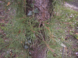 Pinus rigida
