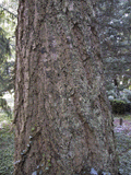 Pseudotsuga macrocarpa