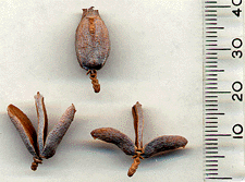 Calocedrus macrolepis