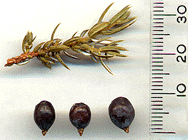 Juniperus communis alpina