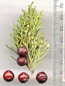 Juniperus phoenicea