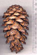 Pinus balfouriana balfouriana