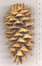 Pinus flexilis