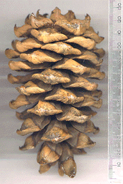 Pinus armandii mastersiana