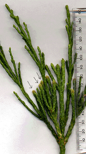 Sequoiadendron giganteum