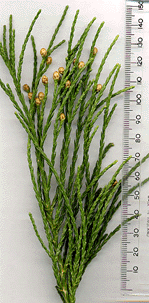 Sequoiadendron giganteum