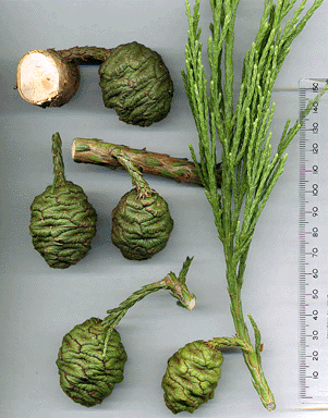 Sequoiadendron giganteum