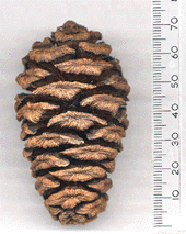 Sequoiadendron giganteum