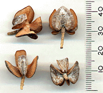 Tetraclinis articulata