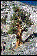 Juniperus occidentalis - © Alfred Brousseau