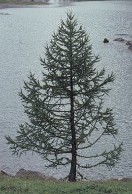 Larix decidua