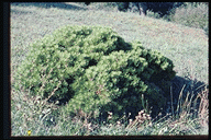 Pinus mugo pumilio